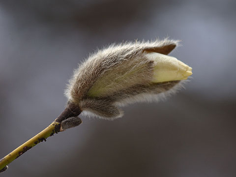 コブシの開花