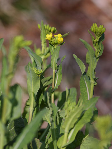 ナノハナが咲きはじめ
