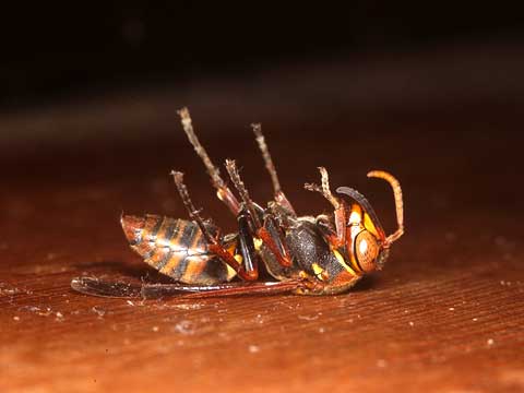 家の中のアシナガバチ