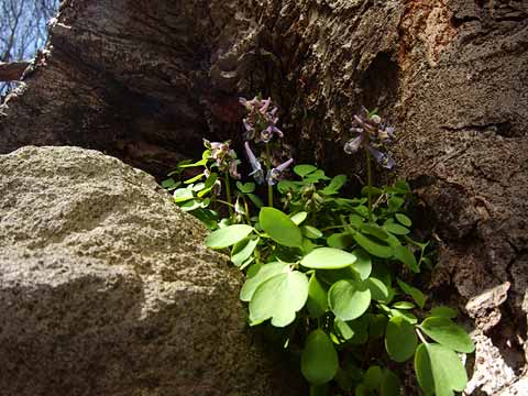 ヤマエンゴサク