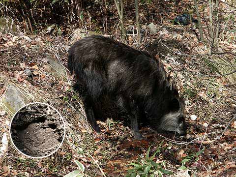 水を飲むカモシカ