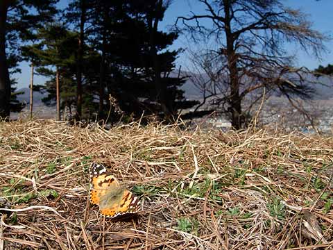 丘の上のヒメアカタテハ