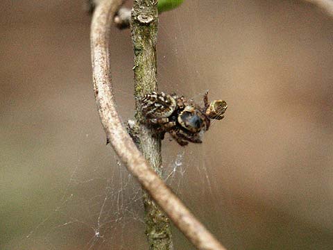 ネコハエトリの巣