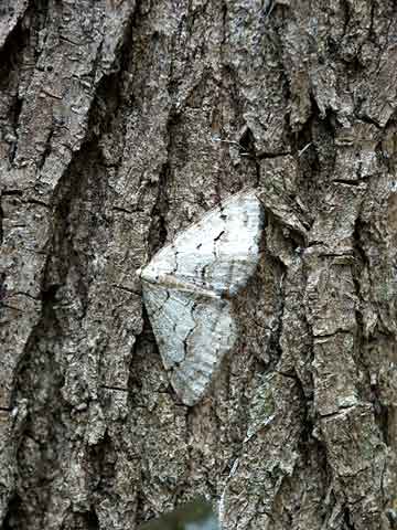 シャクガのとまり方