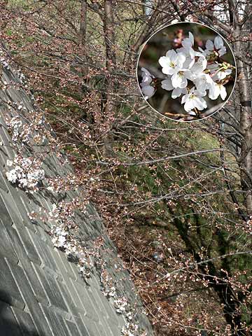 小諸付近で今年初めてのサクラ