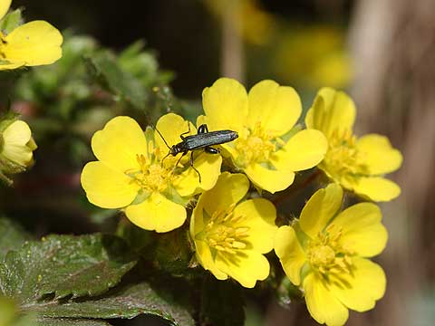 キジムシロに来たモモブトカミキリモドキ