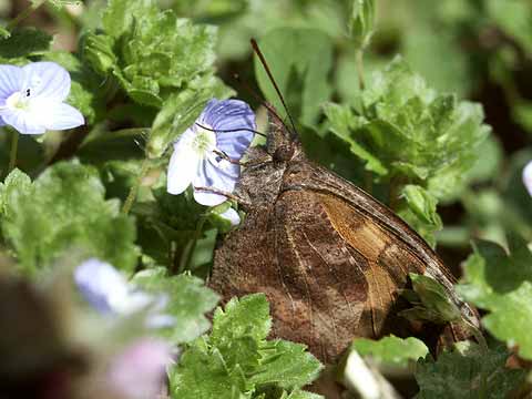 オオイヌノフグリの蜜を吸うテングチョウ