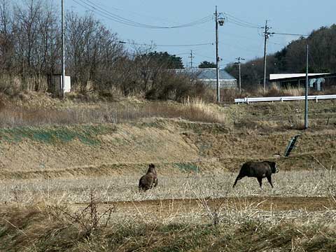 再びカモシカ現れる