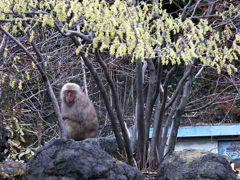 妙義町のサル