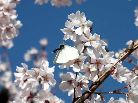 サクラとモンシロチョウ