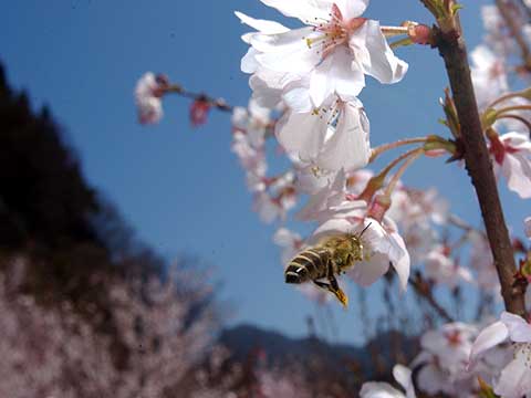 サクラとニホンミツバチ