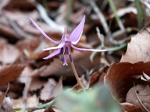 花を開いたカタクリ