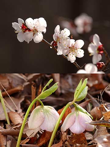 ウメとクリスマスローズ
