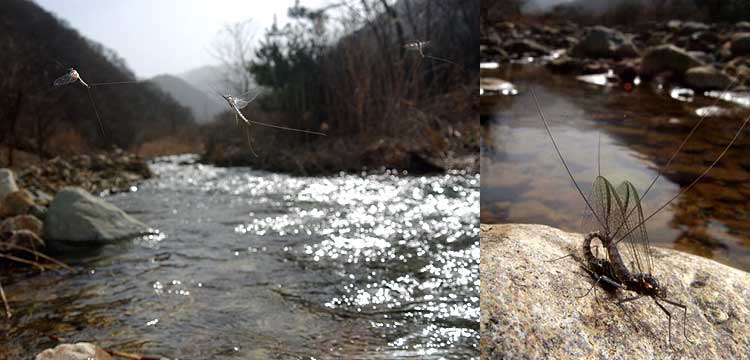             フタオカゲロウの交尾