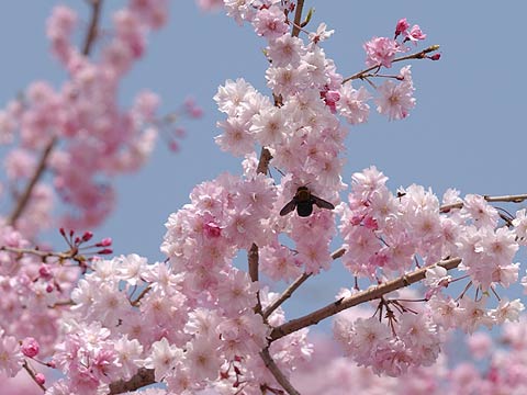 シダレザクラにクマバチ