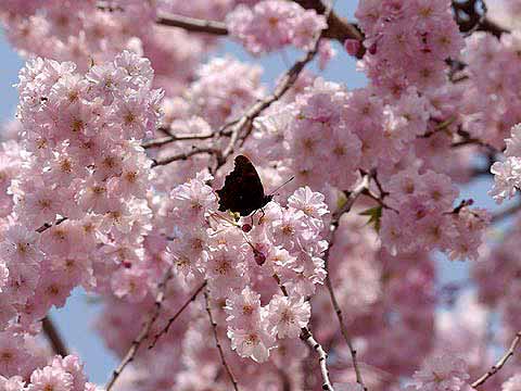 サクラに来たルリタテハ