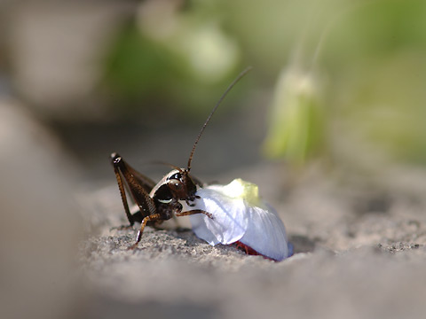 ヒメギスの幼虫