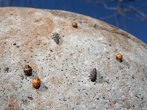 ナナホシテントウの蛹