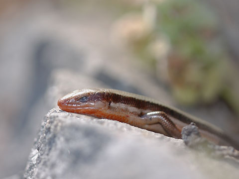 トカゲのひなたぼっこ