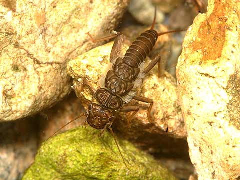 カワゲラの幼虫