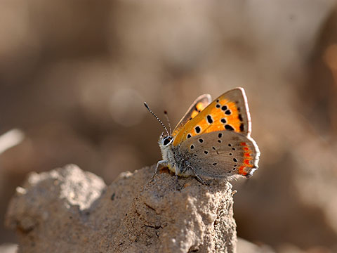 今年初のベニシジミ