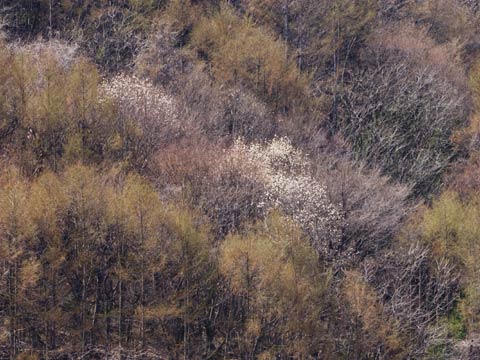 コブシとカラマツ