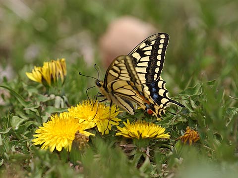 タンポポで吸蜜するキアゲハ