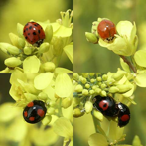 ナミテントウの多型