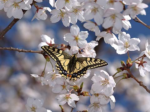 サクラとキアゲハ