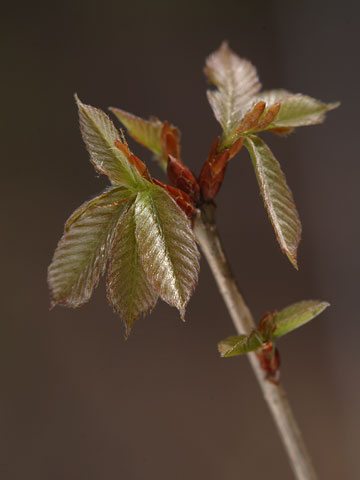 コナラの芽吹き