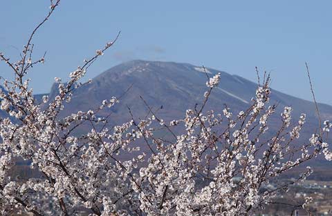 小諸のサクラ