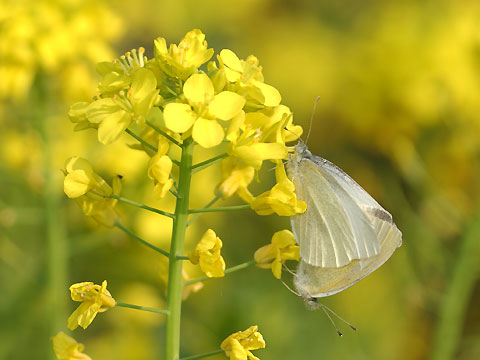 モンシロチョウの交尾