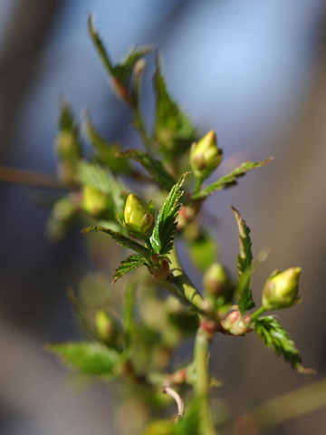 ヤマブキはもうすぐ開花