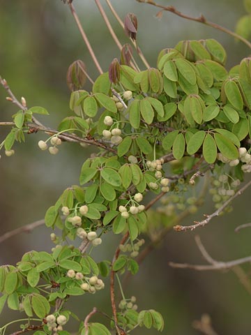 アケビのつぼみ
