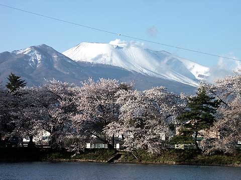 サクラと浅間山