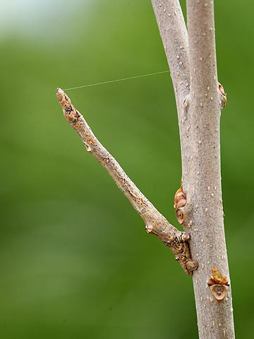 春のクワエダシャクの幼虫