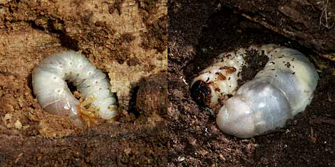 カブト虫とクワガタ虫の幼虫