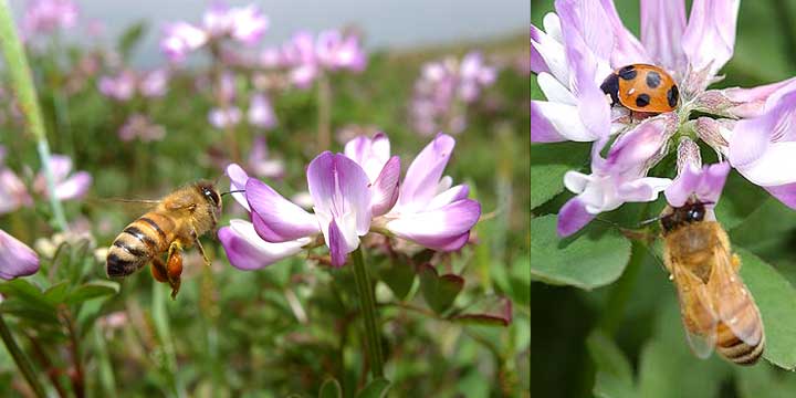             ミツバチとテントウムシ