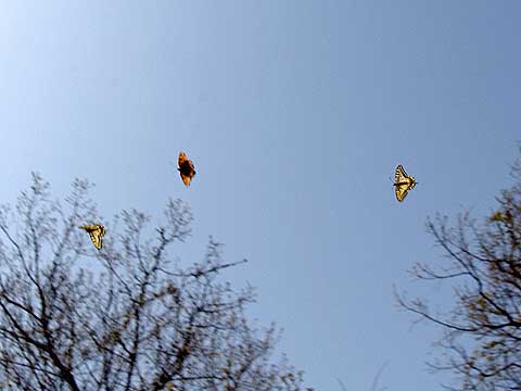 ヒオドシチョウの追いかけっこ