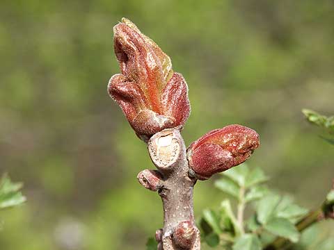 ニワウルシの新芽