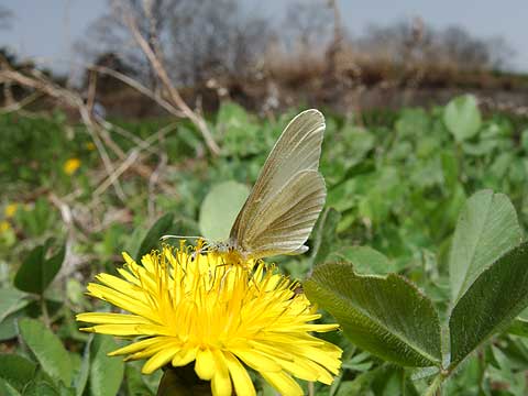 ヒメシロチョウが飛びはじめた