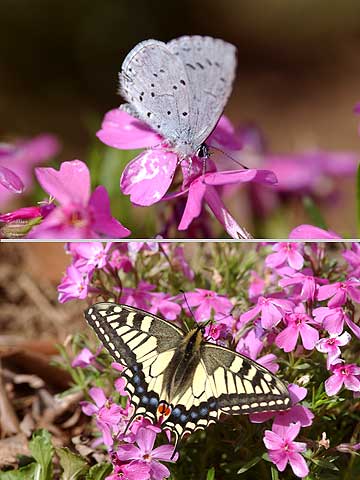 庭のシバザクラに来たチョウ