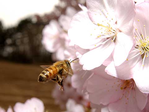 ミツバチとサクラ