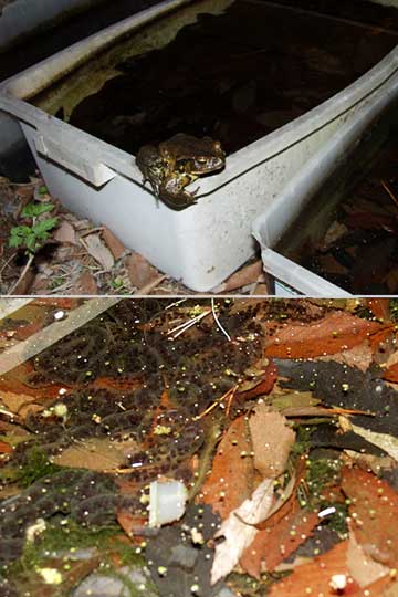 庭にきたヒキガエル