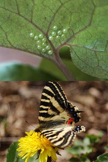 ヒメギフチョウ