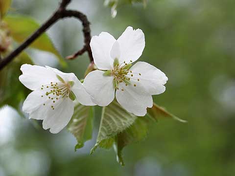 ヤマザクラ