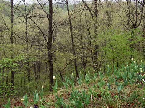 今日のアトリエの庭