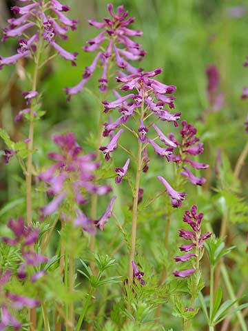 ムラサキケマンの花