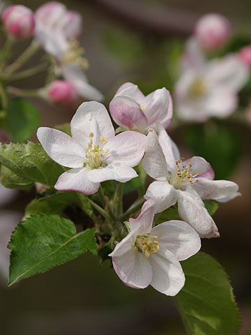 リンゴの花