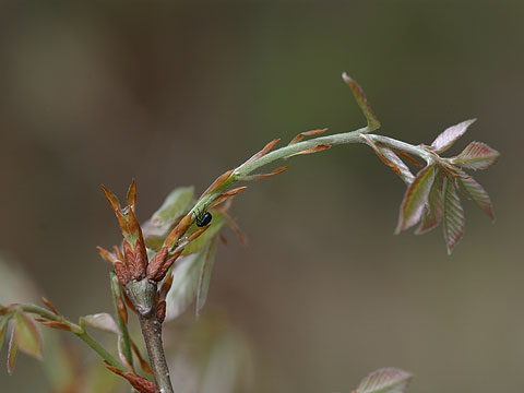 新芽を切るチョッキリの一種